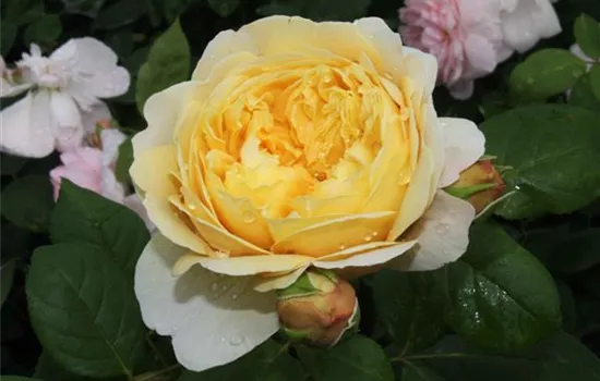 Strauchrose 'Charles Darwin'®