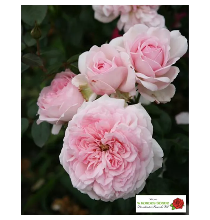 Rosa 'Alexandra - Princesse de Luxembourg'®