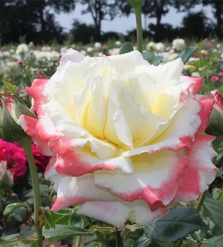 Edelrose 'Athena'®