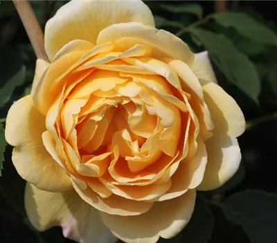 Kletterrose 'Golden Gate'®