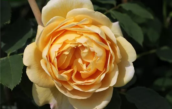 Kletterrose 'Golden Gate'®