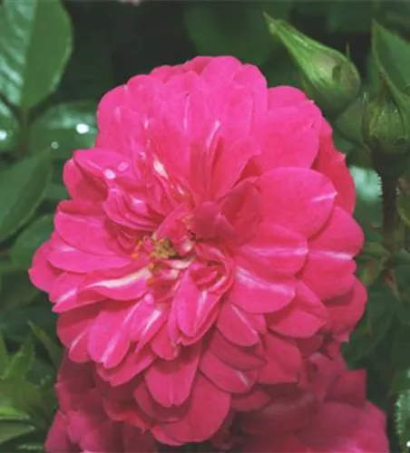 Bodendeckerrrose 'Knirps'®