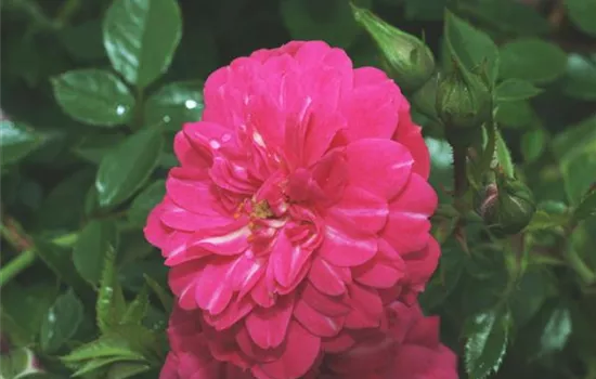 Bodendeckerrrose 'Knirps'®