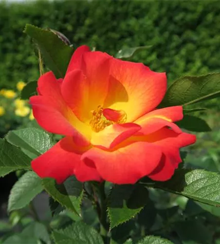 Rose 'Summer of Love'®