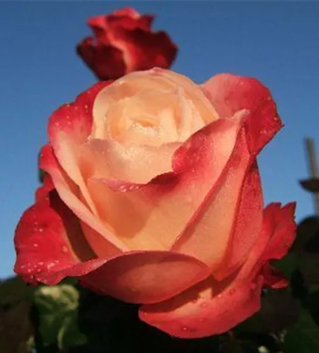 Edelrose 'Nostalgie'®