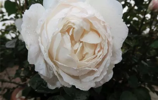 Englische Rose 'Desdemona'®