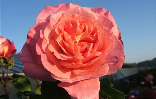 Edelrose 'Augusta Luise'®