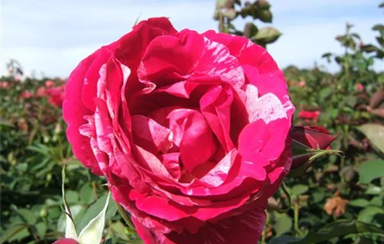 Edelrose 'Henri Matisse'