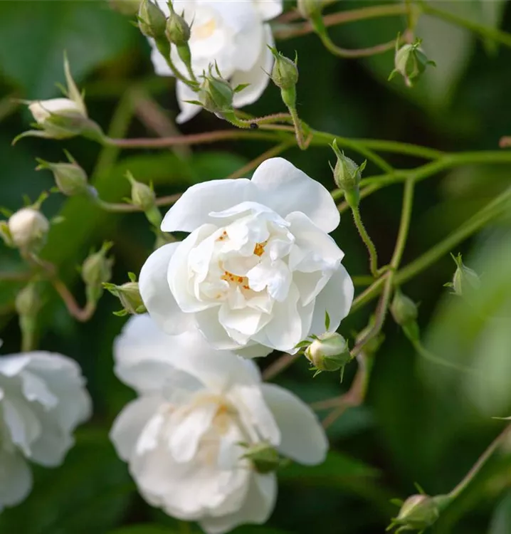 Rosa 'Bobby James'