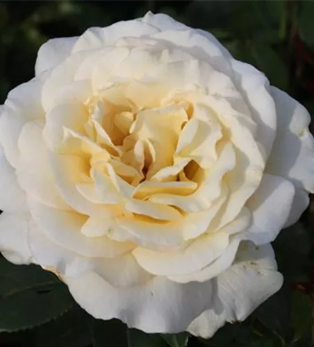 Edelrose 'Anastasia'®