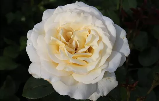 Edelrose 'Anastasia'®