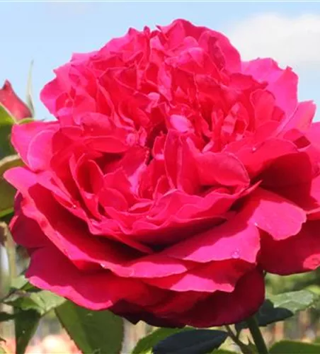 Edelrose 'Harald Wohlfahrt'®