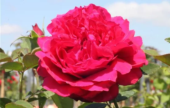 Edelrose 'Harald Wohlfahrt'®