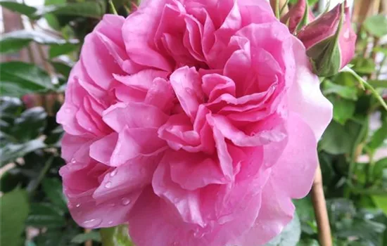 Edelrose 'Pompadour'®