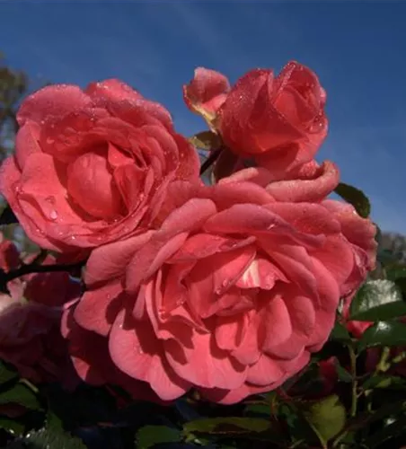 Bodendeckerrose 'Palmengarten Frankfurt'®