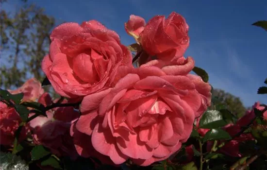 Bodendeckerrose 'Palmengarten Frankfurt'®