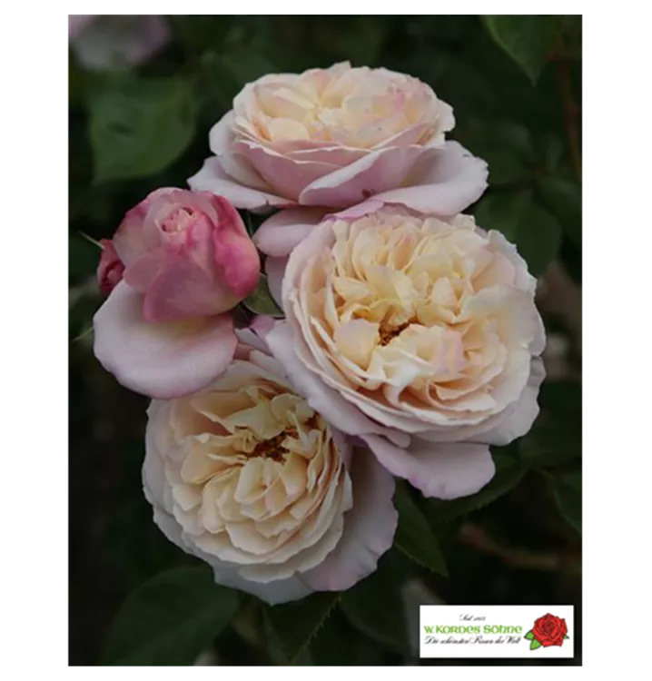 Rosa 'Herkules'®