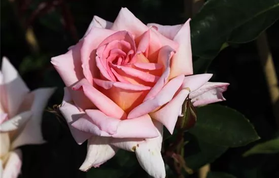 Kletterrose 'Compassion'®