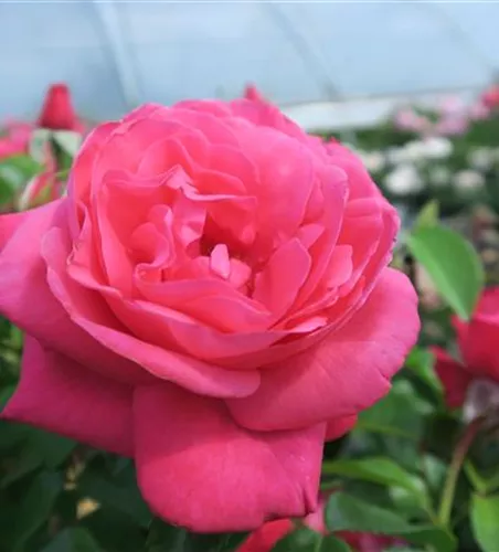 Edelrose 'Cherry Lady'®