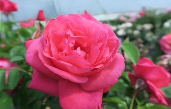 Edelrose 'Cherry Lady'®