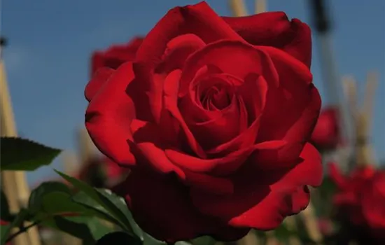 Edelrose 'Grande Amore'®