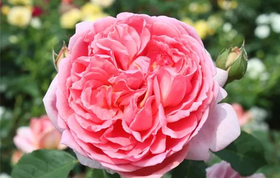 Strauchrose 'Boscobel'®