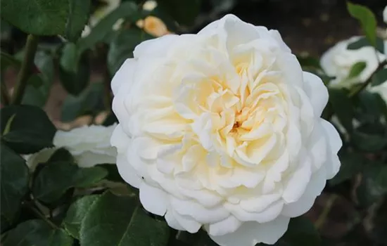 Strauchrose 'Tranquillity'®