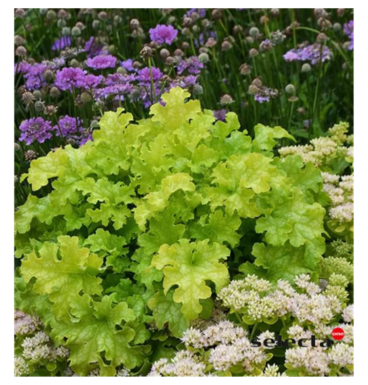 Heuchera 'Lime Ruffles'