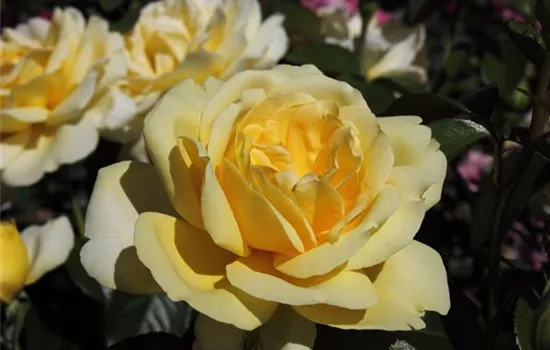 Edelrose 'Winter Sun'®