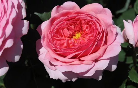 Strauchrose 'Princess Alexandra of Kent'