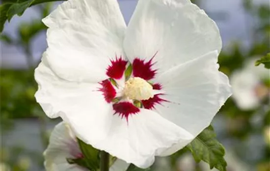 Garteneibisch 'Red Heart'