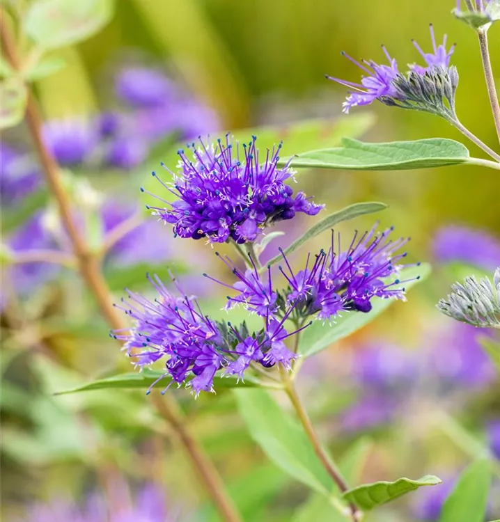 Caryopteris clandonensis 'Heavenly Blue'