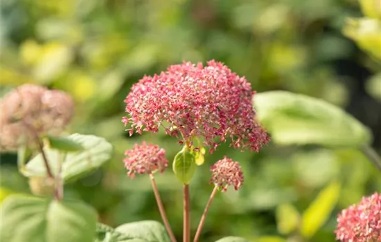 Ballhortensie 'Pink Annabelle'®