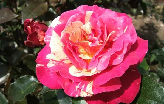 Edelrose 'Brocéliande'®