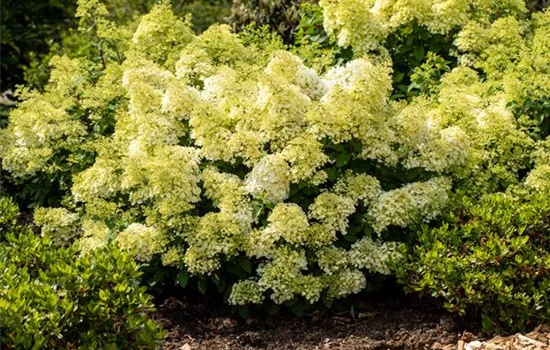 Rispenhortensie 'Bobo'®