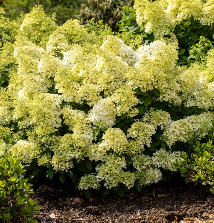 Hydrangea paniculata 'Bobo'®