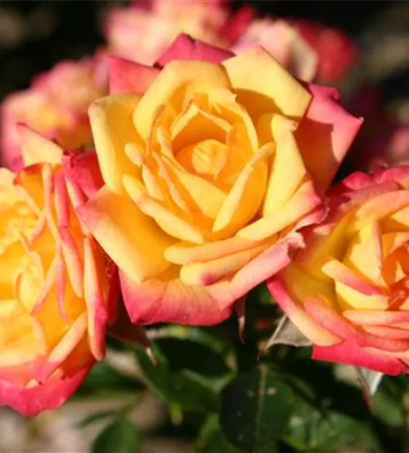 Zwergrose 'Little Sunset'®