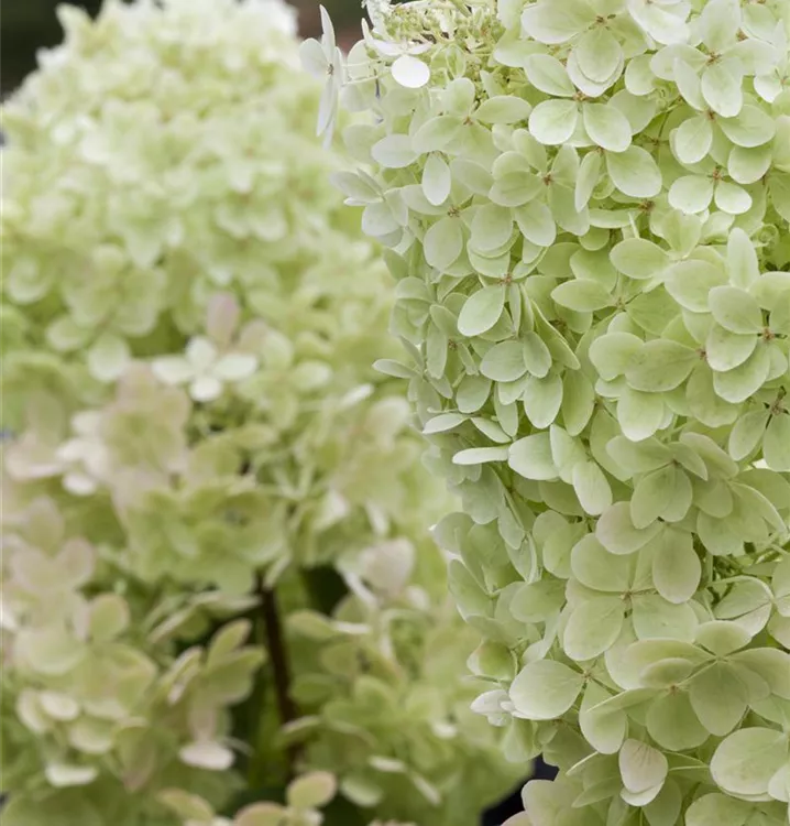 Hydrangea paniculata 'Limelight'(s)