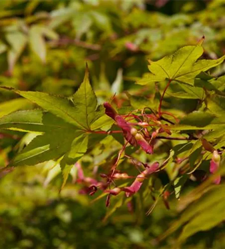 Fächerahorn 'Osakazuki'