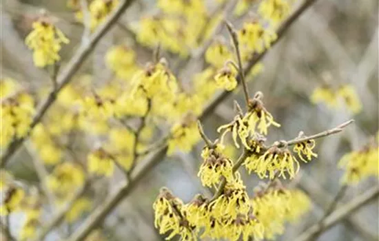 Schwefelgelbe Zaubernuss 'Arnold Promise'