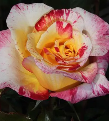 Edelrose 'Camille Pissaro'