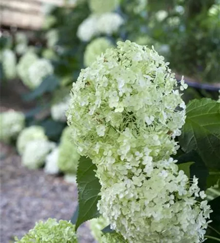 Ballhortensie 'Annabelle'