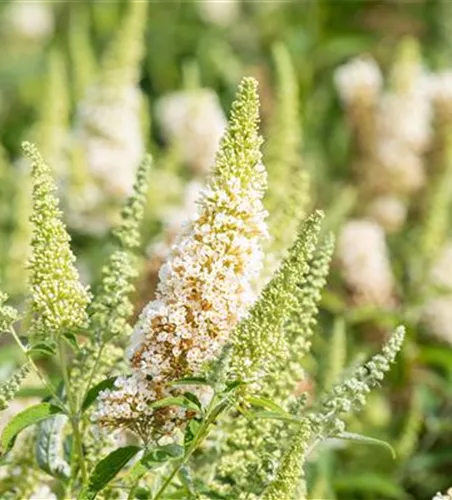 Schmetterlingsflieder BUZZ™ 'Ivory'