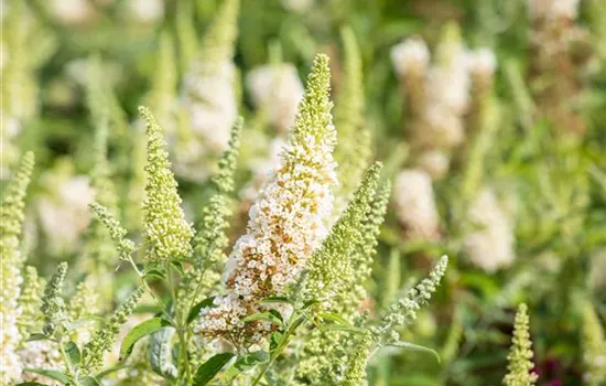 Schmetterlingsflieder BUZZ™ 'Ivory'