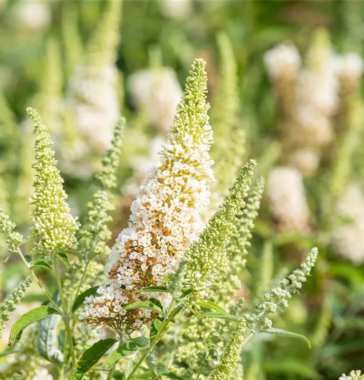 Buddleja davidii BUZZ™ 'Ivory'(s)