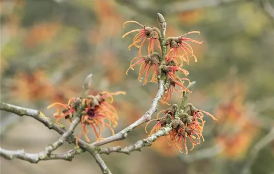 Zaubernuss 'Jelena'