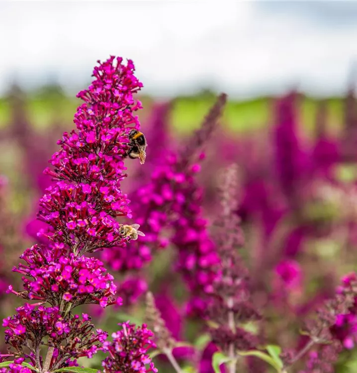 Buddleja davidii BUZZ™ 'Magenta'