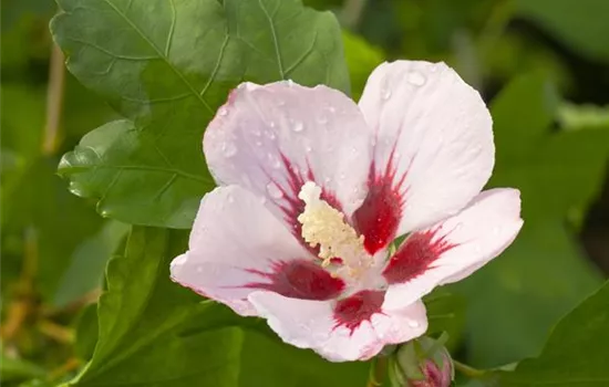 Garteneibisch 'Hamabo'