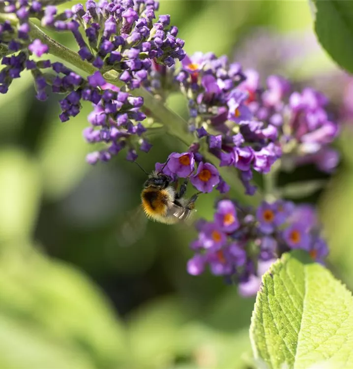 Gehölze für Insekten, Hecke