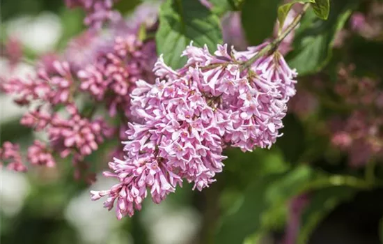 Edelflieder Bloomerang® 'Pink Perfume'(s)